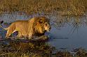 167 Okavango Delta, leeuw